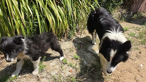 Pui femelă Border Collie Alb cu Negru - imagine 2