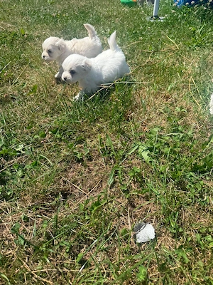 Bichon mini toy - imagine 2