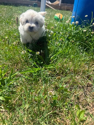 Bichon mini toy - imagine 4