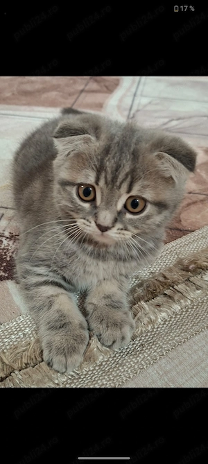 pui de Scottish Fold - imagine 2