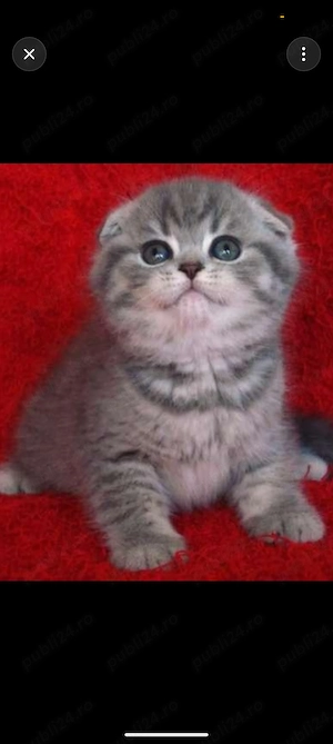 pui de Scottish Fold