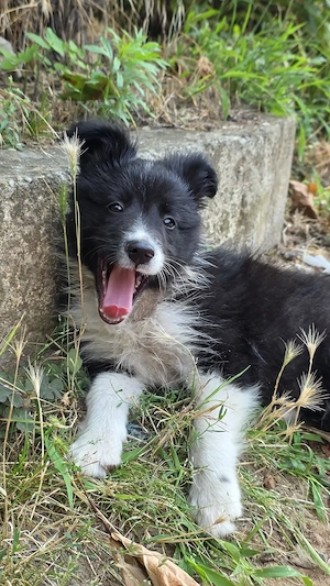 Pui femelă Border Collie Alb cu Negru - imagine 5