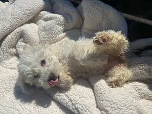 Bichon Maltez 3 luni Fetita