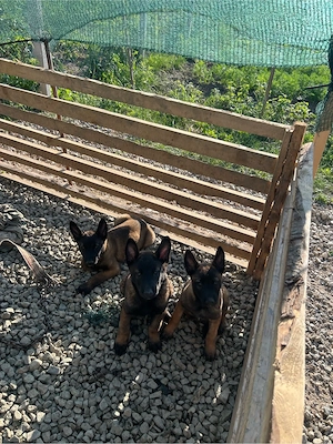 ciobanesc belgian malinois 