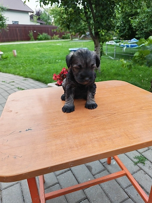 Schnauzer pitic   pui disponibili pentru rezervare - imagine 4