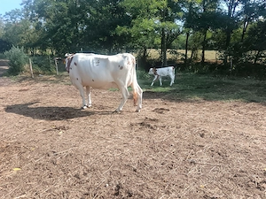 Vând vaca red holstein 
