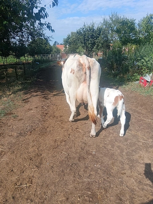 Vând vaca red holstein  - imagine 2