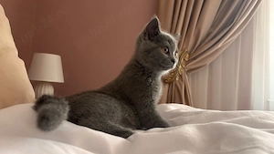 Pisici british shorthair blue - imagine 3