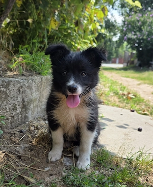Pui Border Collie Alb cu Negru