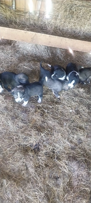 cateii Ciobanesc romanesc 