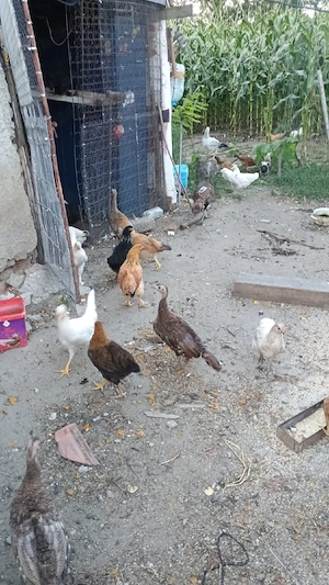 vand pui de tara bio 
