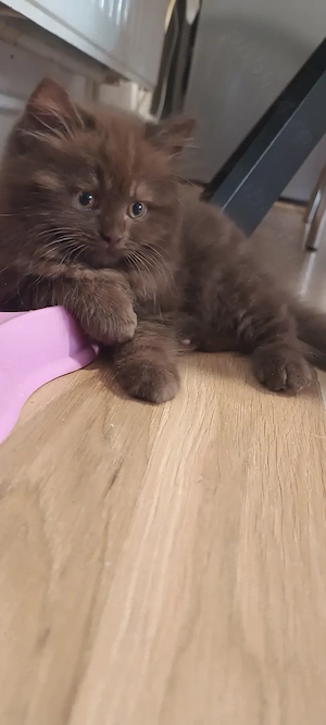 British Longhair  - imagine 2