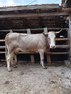 Vacă cu vițel 