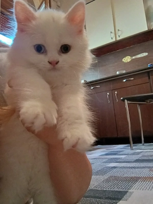 British Longhair 
