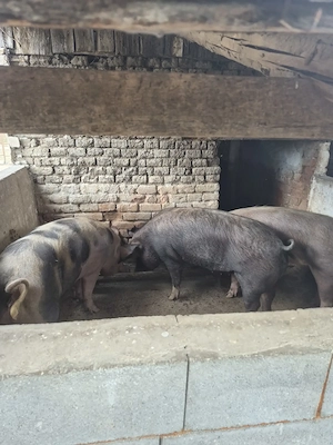 Vând porci bine îngrijiți - imagine 2