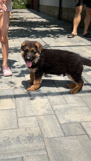 Pui ciobanesc german