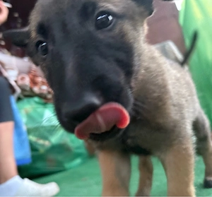 Pui Ciobanesc Belgian Malinois 