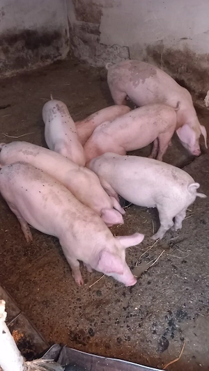 Porci de vanzare  - imagine 2
