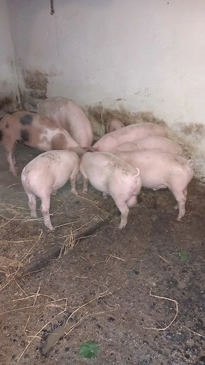 Porci de vanzare 