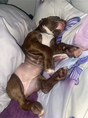 American Bully Pocket - imagine 2