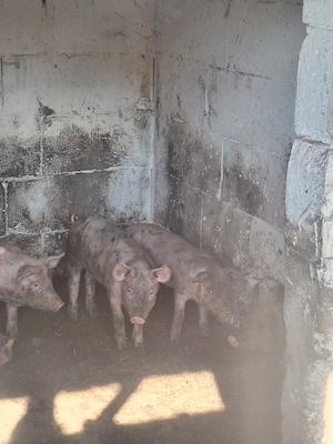 Porci de vânzare 20-30kg, 