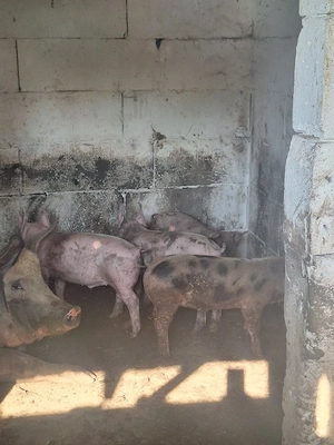 Porci de vânzare 20-30kg,  - imagine 5