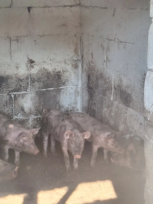 Porci de vânzare 20-30kg,  - imagine 3