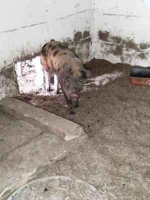 Porci de vânzare 20-30kg,  - imagine 4