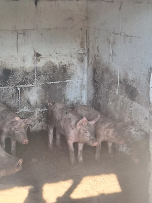 Porci de vânzare 20-30kg,  - imagine 2