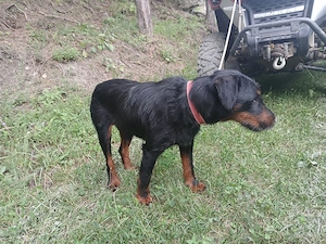 Jagdterrier mascul