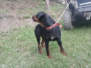 Jagdterrier mascul