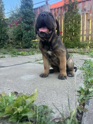 femela cane corso cafeniu pui - imagine 2