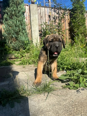 femela cane corso cafeniu pui - imagine 3