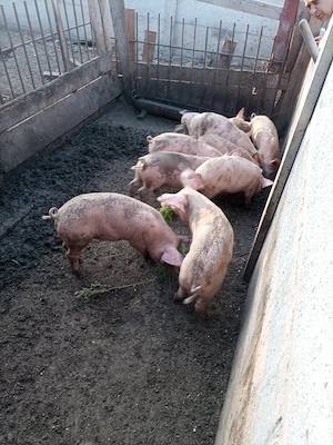 Purceii de vânzare 8 săptămâni 