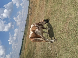 De vânzare vacă si taur 
