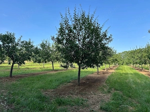prune pentru tuica 