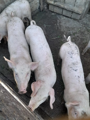 Vând porci vârsta 8 săptămâni  - imagine 3