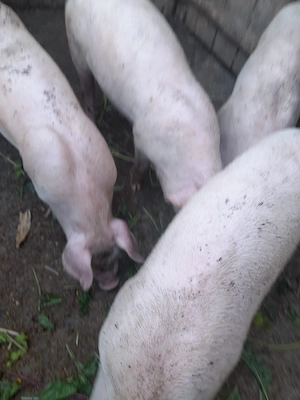 Vând porci vârsta 8 săptămâni  - imagine 2
