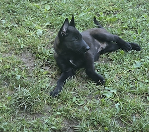 Ciobanesc belgian malinois 