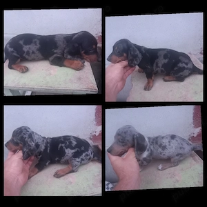 Căței Teckel Arlechin   pui caine dachshund tekel techel - imagine 2