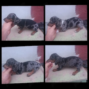 Căței Teckel Arlechin   pui caine dachshund tekel techel