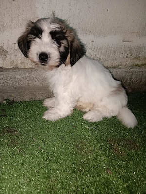 Bichon Maltez 