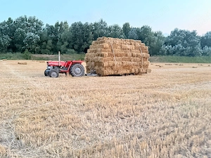 Vând baloți de paie 