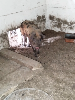 Porci de vânzare 20-30kg