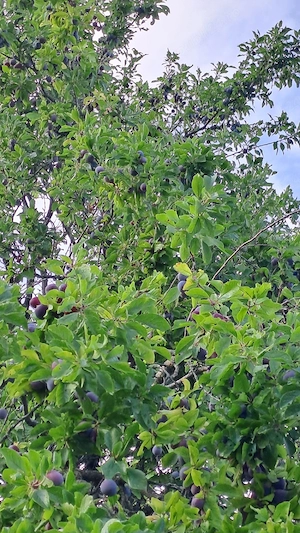 prune de vanzare 