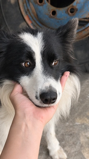 Pui femelă Border Collie - imagine 2