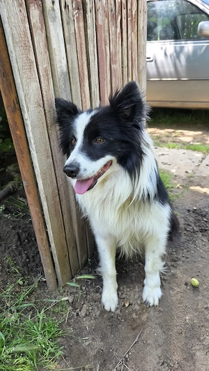 Pui femelă Border Collie - imagine 5