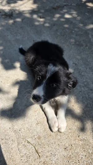 Pui femelă Border Collie - imagine 4