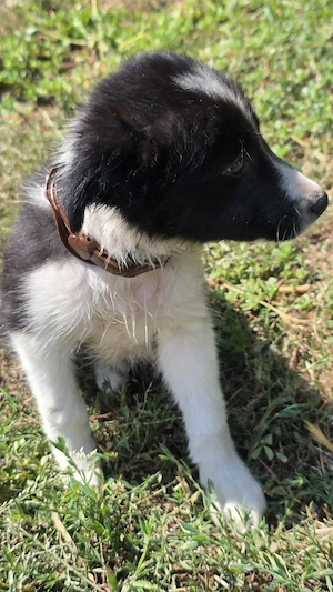 Pui femelă Border Collie - imagine 3