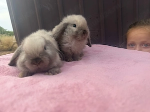 pui de iepure berbec pitic holland lop - imagine 3